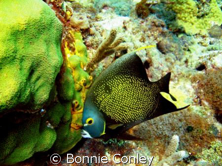 French Angel seen at Isla Mujeres April 2007.  Photo take... by Bonnie Conley 