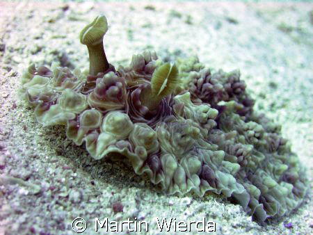 Sea & Sea DX5000G with Strobe.
Picture taken at about 45... by Martin Wierda 