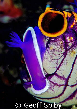 posing nudi by Geoff Spiby 