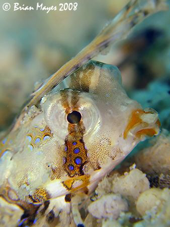Head shot of a baby Orange & Black Dragonet (Dactylopus k... by Brian Mayes 