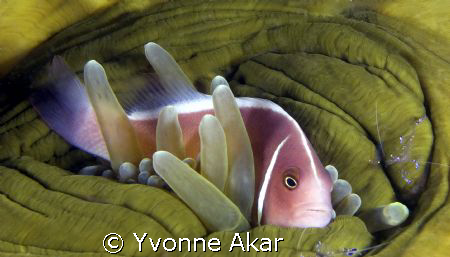 Hungry clown!!! by Yvonne Akar 