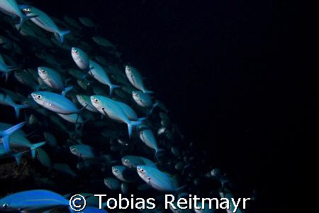 "Out of the dark", schooling fusiliers on a stormy mornin... by Tobias Reitmayr 