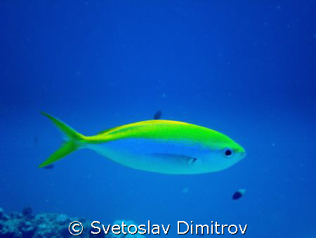 This single fish was taken with Sony Ciber Shot, internal... by Svetoslav Dimitrov 