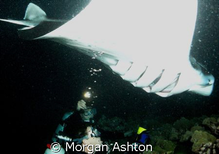 The Show. Kona, Hawaii. Manta night dive. Taken with a Se... by Morgan Ashton 