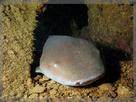 A Nurse Shark sleeping inside the wreck of the WIT Shoal,... by Juan Torres 