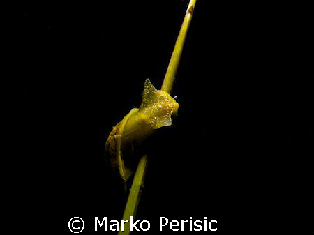 A freshwater snail on a night dive in a disused quarry of... by Marko Perisic 