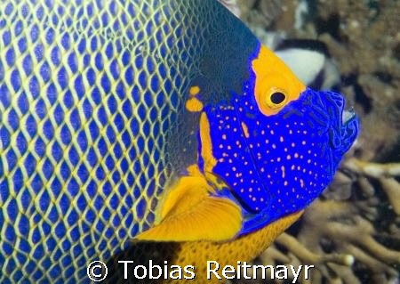 Blue face angelfish portrait. When the clown trigger is t... by Tobias Reitmayr 