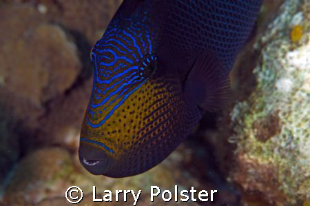 "Fish Face" ,Black Durgin, trigger family, D300, 105mm by Larry Polster 
