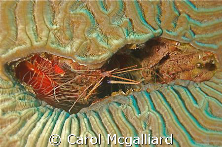 Found this arrow crab lurking in a hole in the coral. Onl... by Carol Mcgalliard 