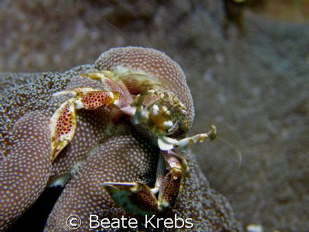 Porcelan Crab , Canon S70 with macro lens by Beate Krebs 