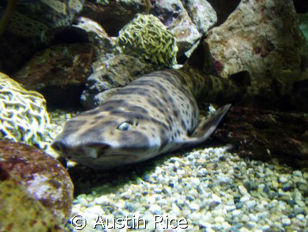 A Leopard Shark cruisin' the sea floor. Taken with a bare... by Austin Rice 