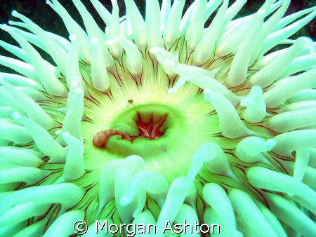 Underwater Rorschach Test. Taken in Monterey, Ca. with a ... by Morgan Ashton 