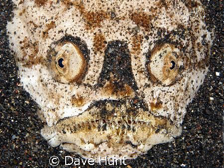 I *am* smiling.  

Stargazer on night dive in Lembeh St... by Dave Hunt 