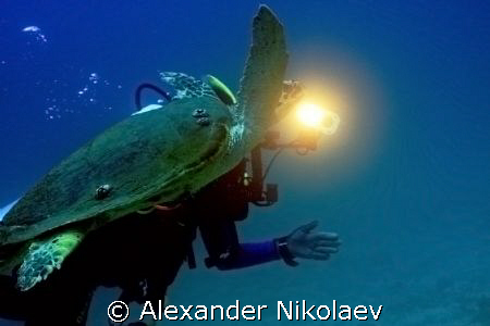Diver with green turtle.  by Alexander Nikolaev 