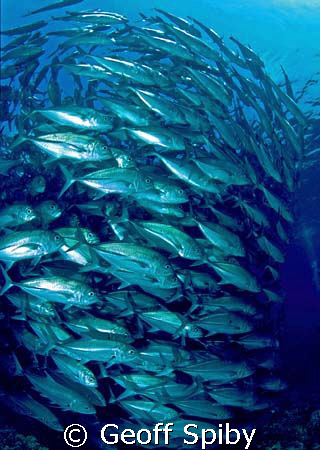 schooling jackfish, Sipidan by Geoff Spiby 