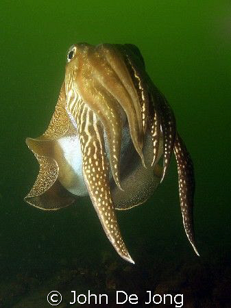 These male Sepia tried to impress me. by John De Jong 