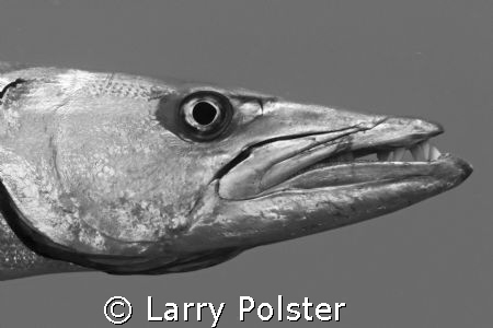 It always happens with lens choice on DSLR, put on a macr... by Larry Polster 