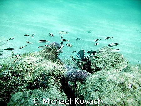 Fish on the inside reef at Lauderdale by the Sea by Michael Kovach 