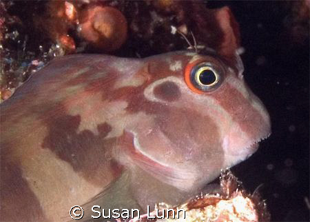 Fanged Blenny, La Paz, Sea of Cortez. Olympus 5050, Inon ... by Susan Lunn 