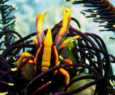 Squat Lobster (Allogalathea elegans) - Lipata, Philippine... by Lyndon Cubillan 