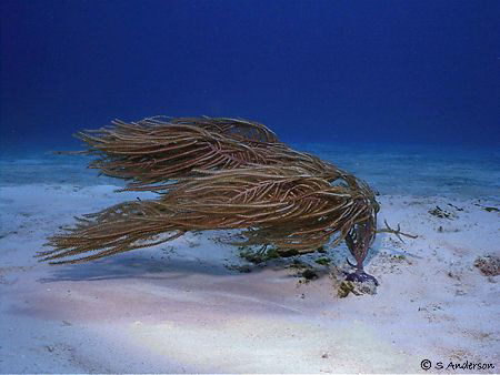 This is current!!!! This photo was taken in 2005 while di... by Steven Anderson 