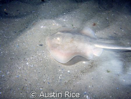 Stingray on the prowl. by Austin Rice 
