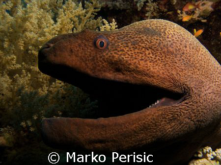 Up close and personal with a Giant Moray (gymnothorax jav... by Marko Perisic 