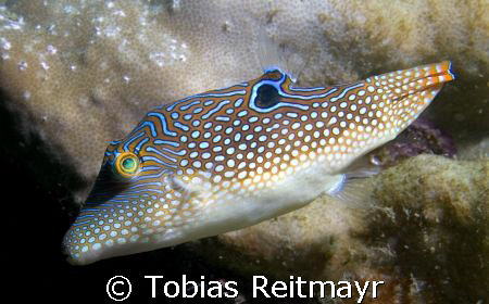 False-eye Toby. Another gem with fins! Bida Nai, Phi Phi ... by Tobias Reitmayr 
