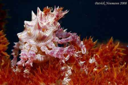 Taken in Anilao Philippins with Canon 400D+100mm Macro lens by Patrick Neumann 