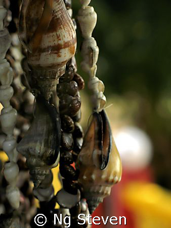 Strung Shell - Canon A640 by Ng Steven 