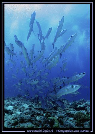 Barracudas :O) by Michel Lonfat 