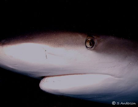 This shark was close! This photo was taken with my DC500,... by Steven Anderson 