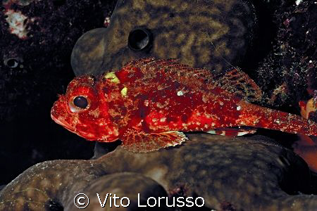 Fishs - Scorpanea notata by Vito Lorusso 