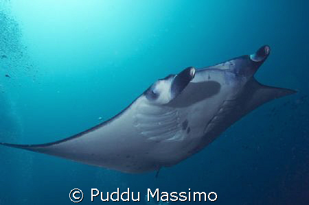manta rey,nikon d2x 10,5mm by Puddu Massimo 