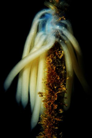 Nikon D80, 60mm by Andy Kutsch 