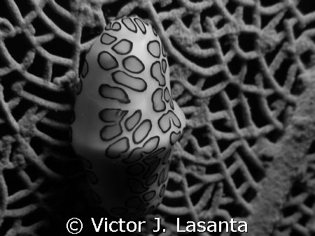 flamingo tongue at v.j.levels dive site in parguera area,... by Victor J. Lasanta 