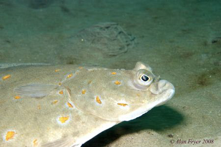 Plaice taken at Trefor Pier North Wales, Nikon D80, 60mm ... by Alan Fryer 