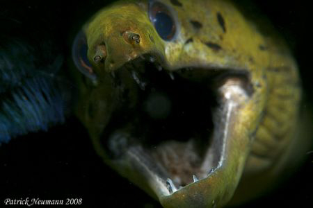As close as possible :)
Taken with Canon 400D+100mm macr... by Patrick Neumann 
