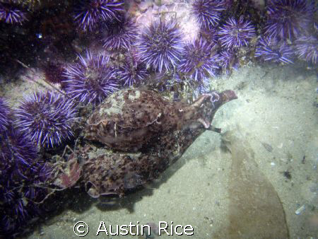 Two sea hares that were "dancing" with each other. Night ... by Austin Rice 