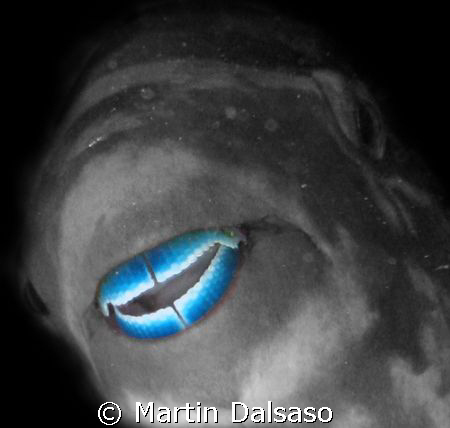 Parrotfish by Martin Dalsaso 