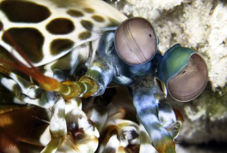 Mantis shrimp in wakatobi. by Dray Van Beeck 