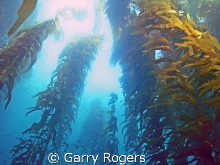 This is a great photo from about 40' down. A classic exam... by Garry Rogers 
