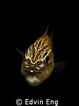 Eggs in the mouth! Taken in Mabul with Canon G9, Inon Z24... by Edvin Eng 