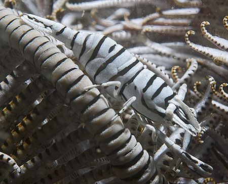 Crinoid Shrimp (Periclimenes amboinensis) in Dauin, Phili... by Jim Chambers 