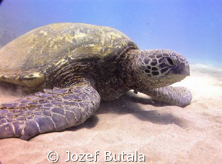 resting turtle by Jozef Butala 