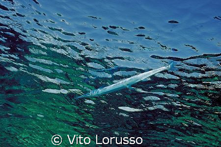 Fish by Vito Lorusso 