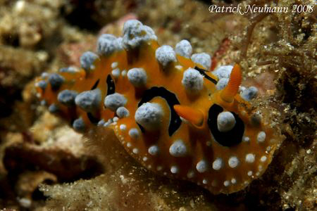 Anilao June 2008 taken with Canon 400D+100mm macro lens..... by Patrick Neumann 