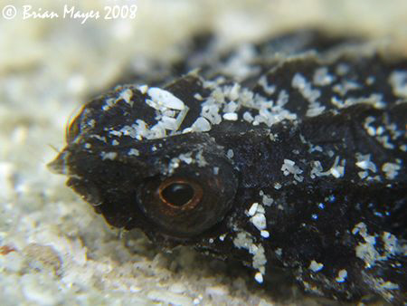 Full frame close up of baby Sea Moth (Pegasidae) with gra... by Brian Mayes 