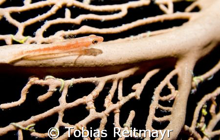 Fan goby just before shooting off, East of Eden, Similan ... by Tobias Reitmayr 
