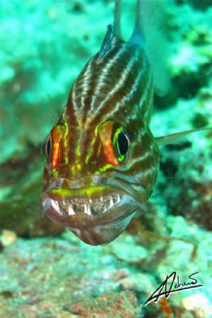 Squirrel fish with eggs in mouth! I noticed it as it was ... by Adriano Trapani 